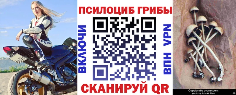 даркнет Telegram  Андреаполь  Галлюциногенные грибы мицелий 