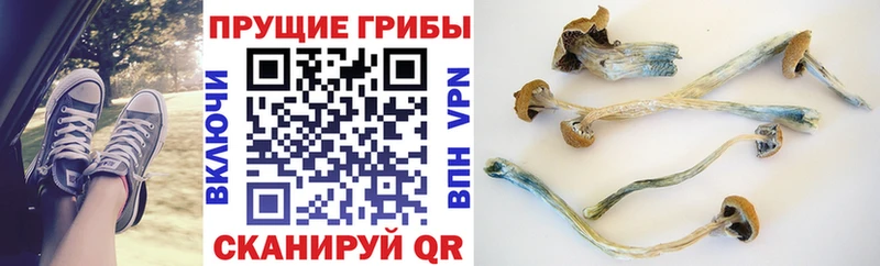 Псилоцибиновые грибы Psilocybe Андреаполь